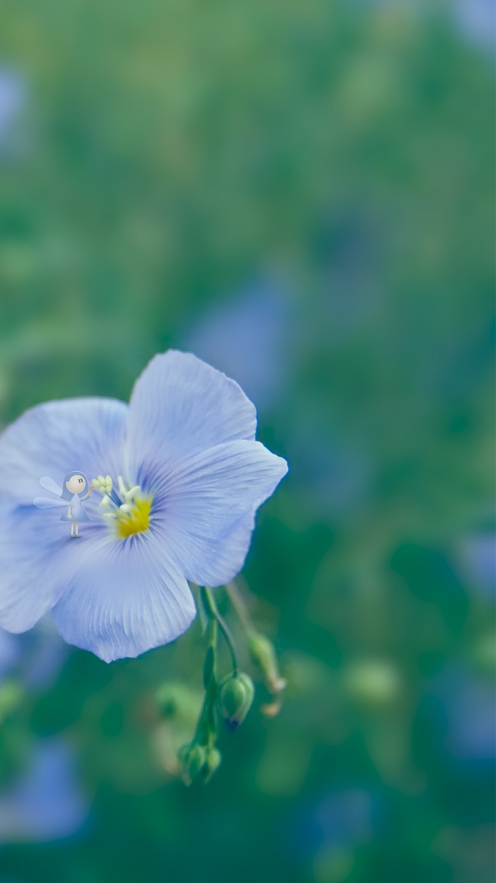 Blaue Blume in Tilt-Shift-Linse. Wallpaper in 720x1280 Resolution