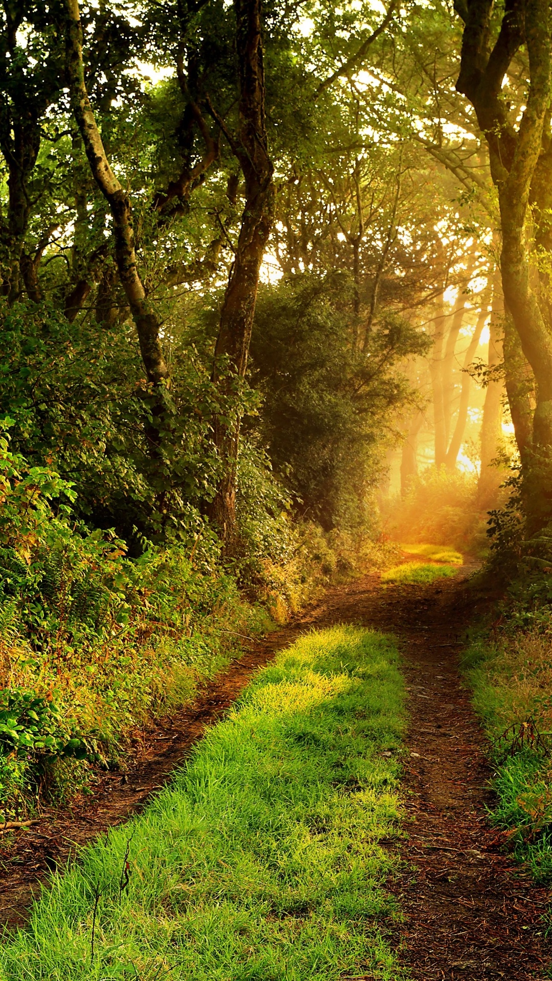 Bosque, Verde, Sucursal, Madera, Paisaje Natural. Wallpaper in 1080x1920 Resolution