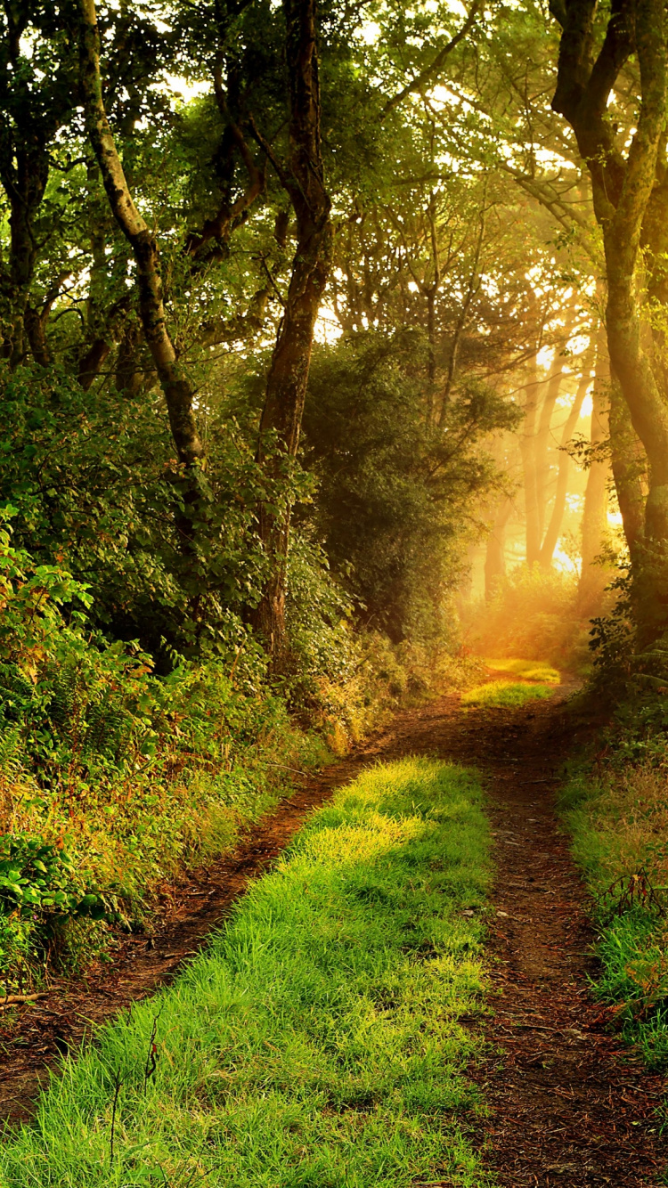 Woodland, Forest, Plant, Green, Branch. Wallpaper in 750x1334 Resolution