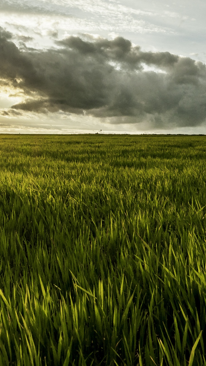 Champ D'herbe Verte Sous un Ciel Nuageux Pendant la Journée. Wallpaper in 720x1280 Resolution