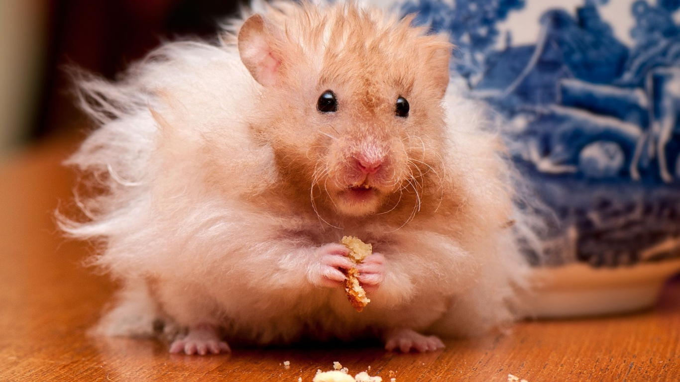 White and Brown Hamster on Red Textile. Wallpaper in 1366x768 Resolution