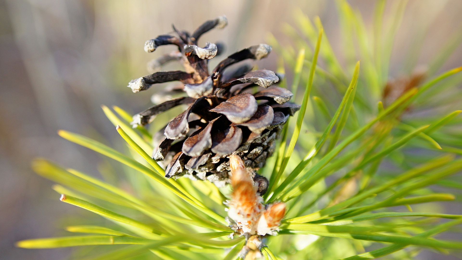 Pomme de Pin Brune Sur L'herbe Verte Pendant la Journée. Wallpaper in 1920x1080 Resolution