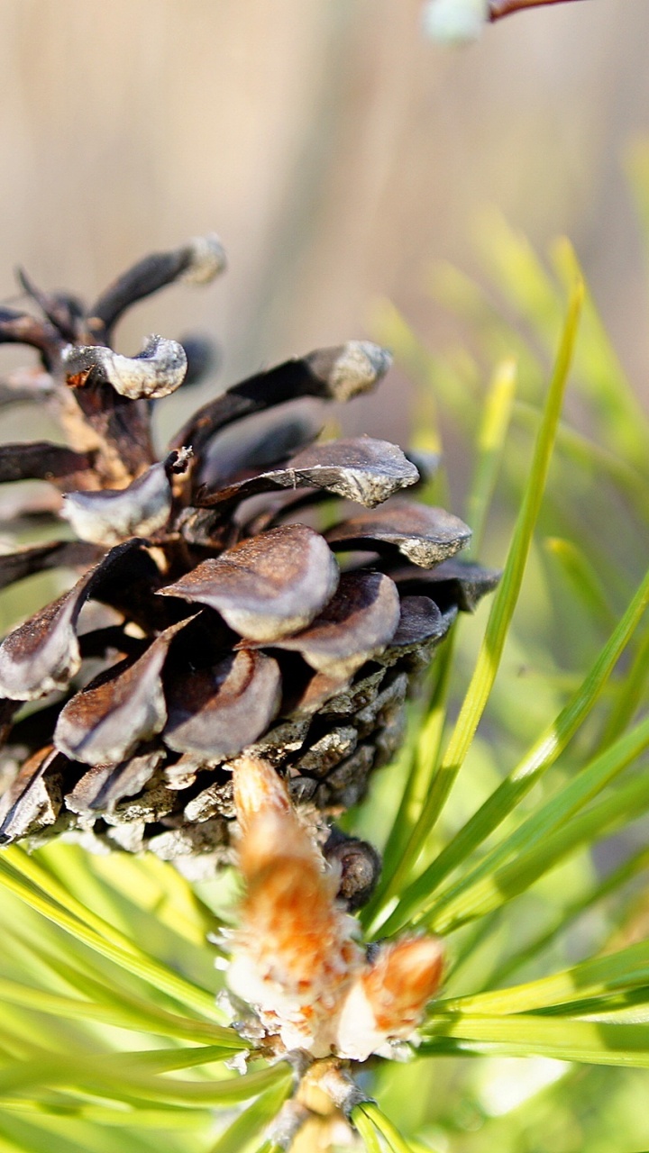 Brown Pine Cone on Green Grass During Daytime. Wallpaper in 720x1280 Resolution
