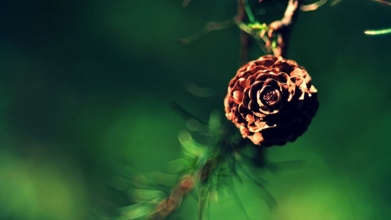 Close Up, Twig, Plant Stem, Flower, Plant. Wallpaper in 1280x720 Resolution
