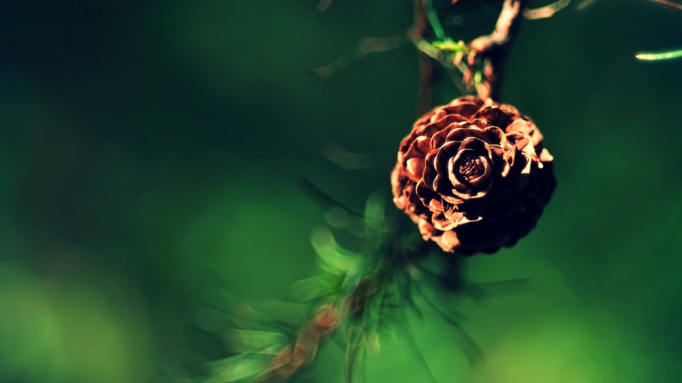 Close Up, Twig, Plant Stem, Flower, Plant. Wallpaper in 1366x768 Resolution
