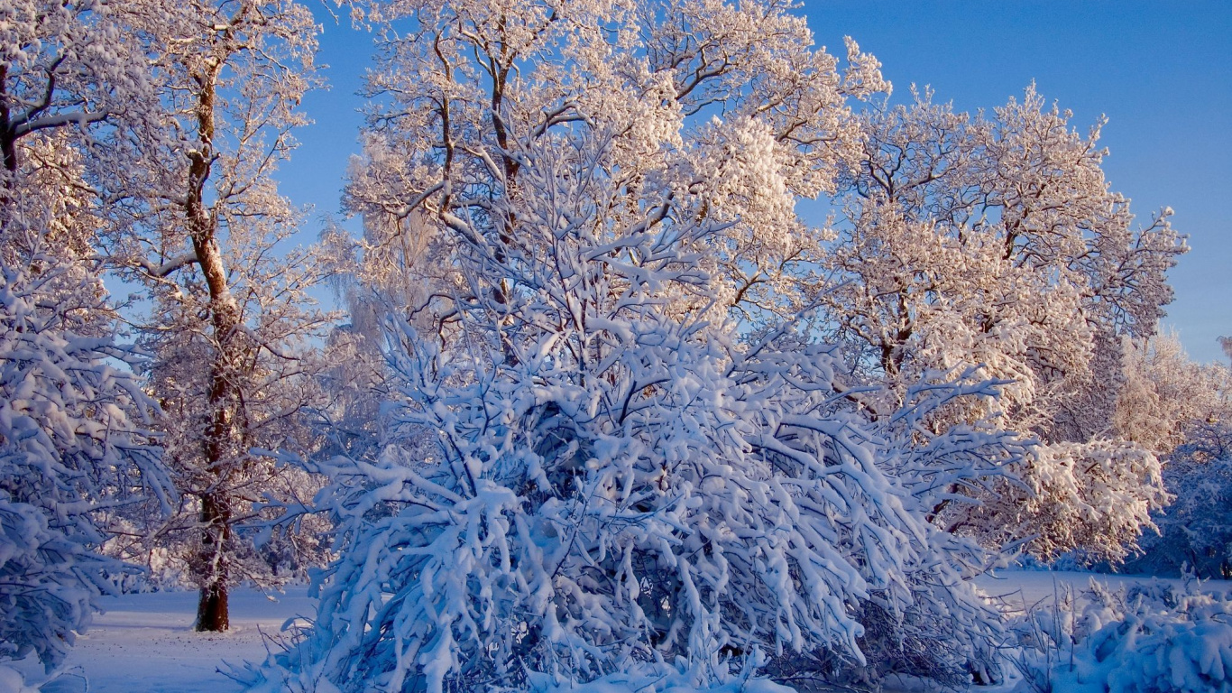 Weiße Bäume Tagsüber Mit Schnee Bedeckt. Wallpaper in 1366x768 Resolution