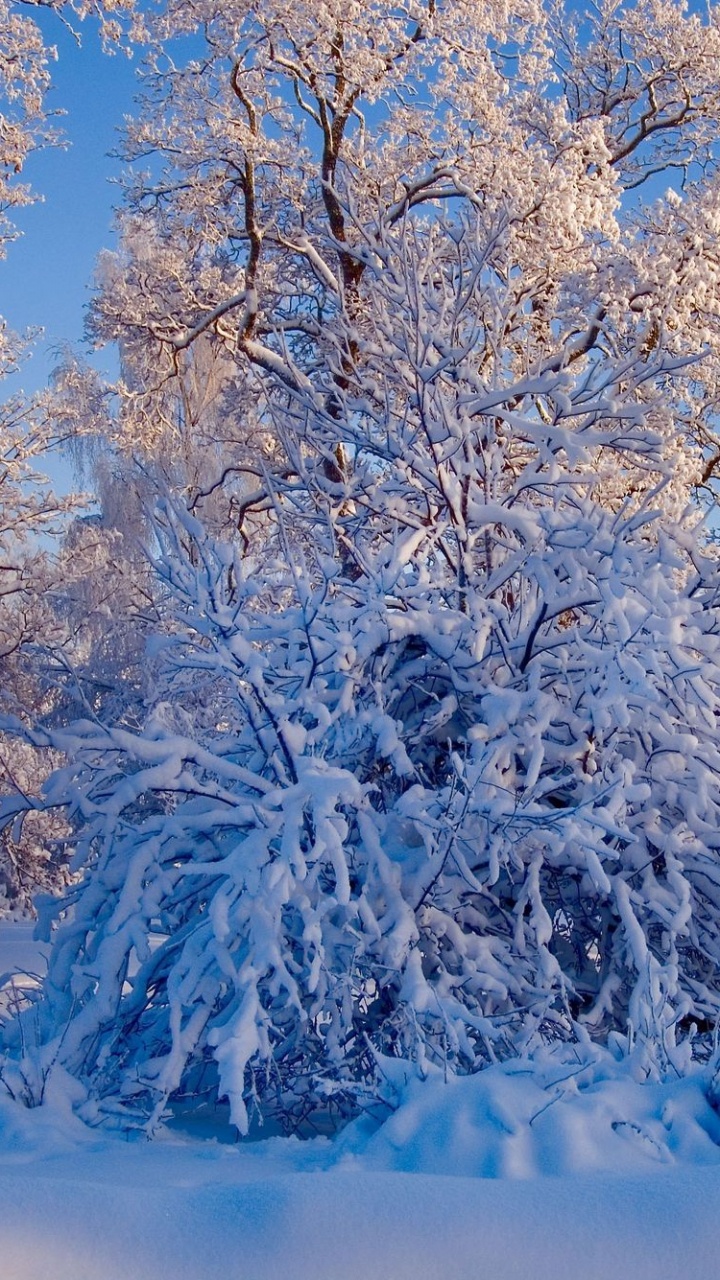 Weiße Bäume Tagsüber Mit Schnee Bedeckt. Wallpaper in 720x1280 Resolution