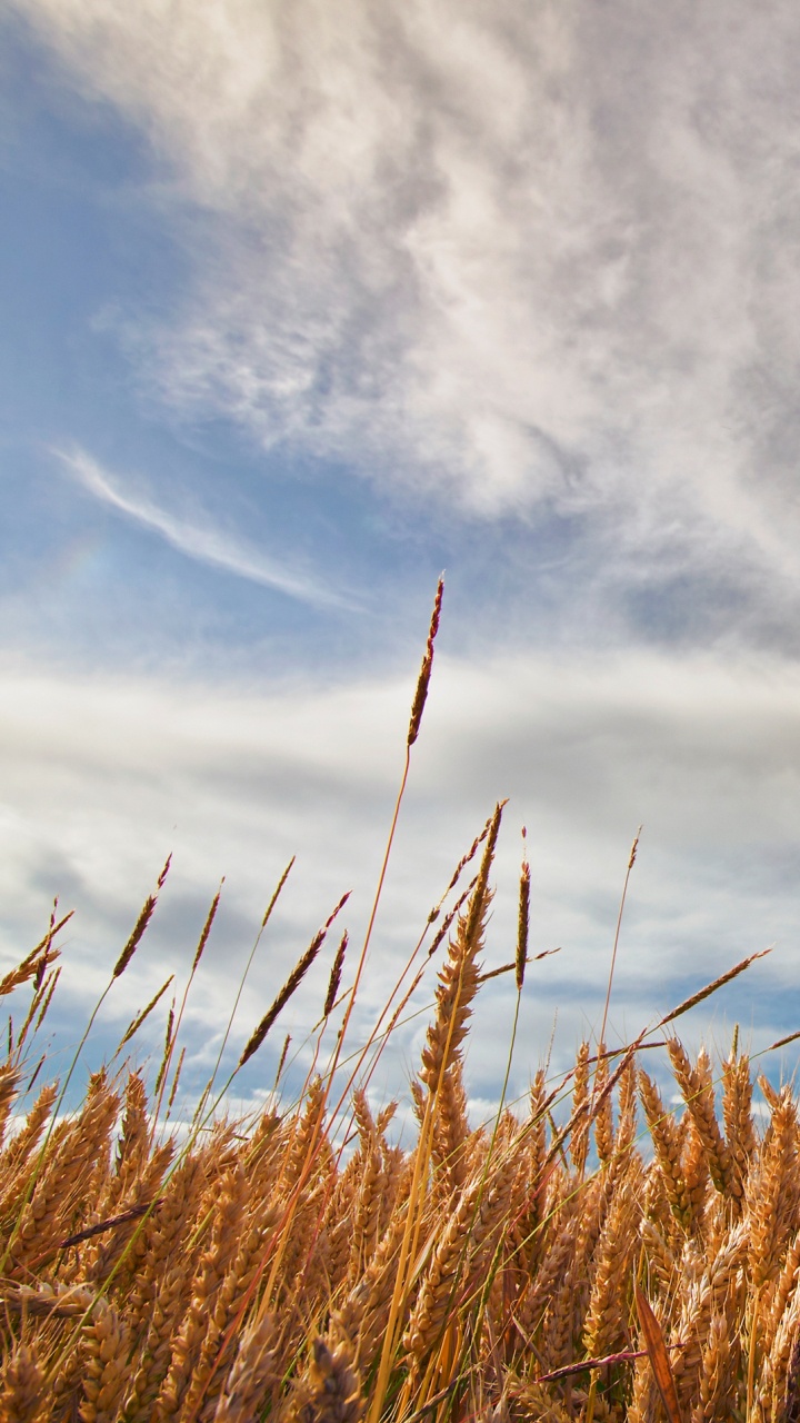 Brown Wheat Field Under White Clouds and Blue Sky During Daytime. Wallpaper in 720x1280 Resolution