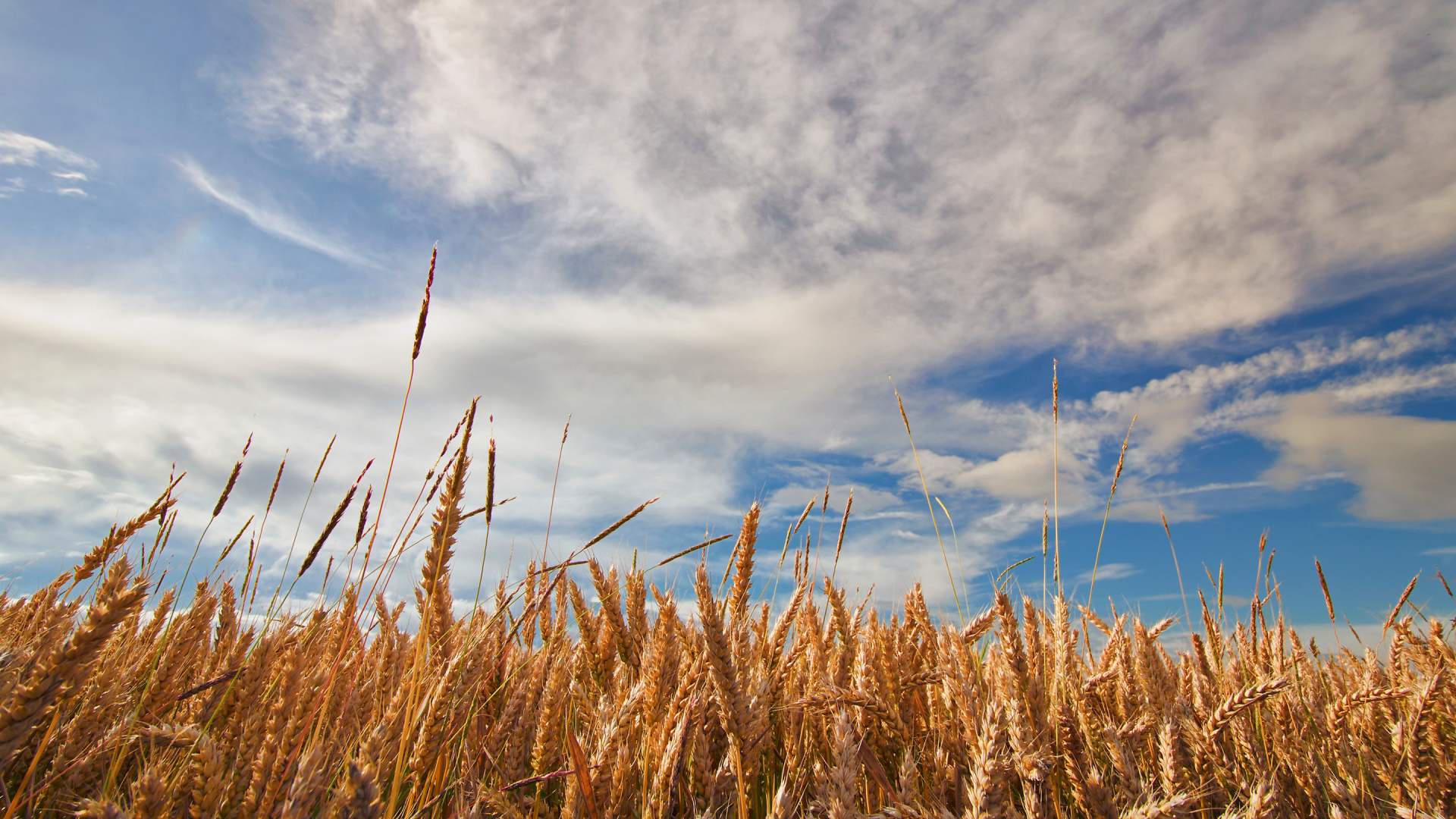 Campo de Trigo Marrón Bajo Las Nubes Blancas y el Cielo Azul Durante el Día. Wallpaper in 1920x1080 Resolution