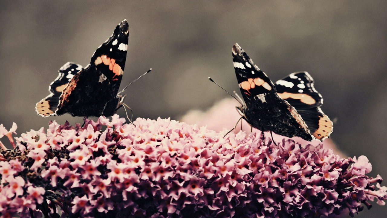 Schwarz-weißer Und Brauner Schmetterling Auf Rosa Blume. Wallpaper in 1280x720 Resolution