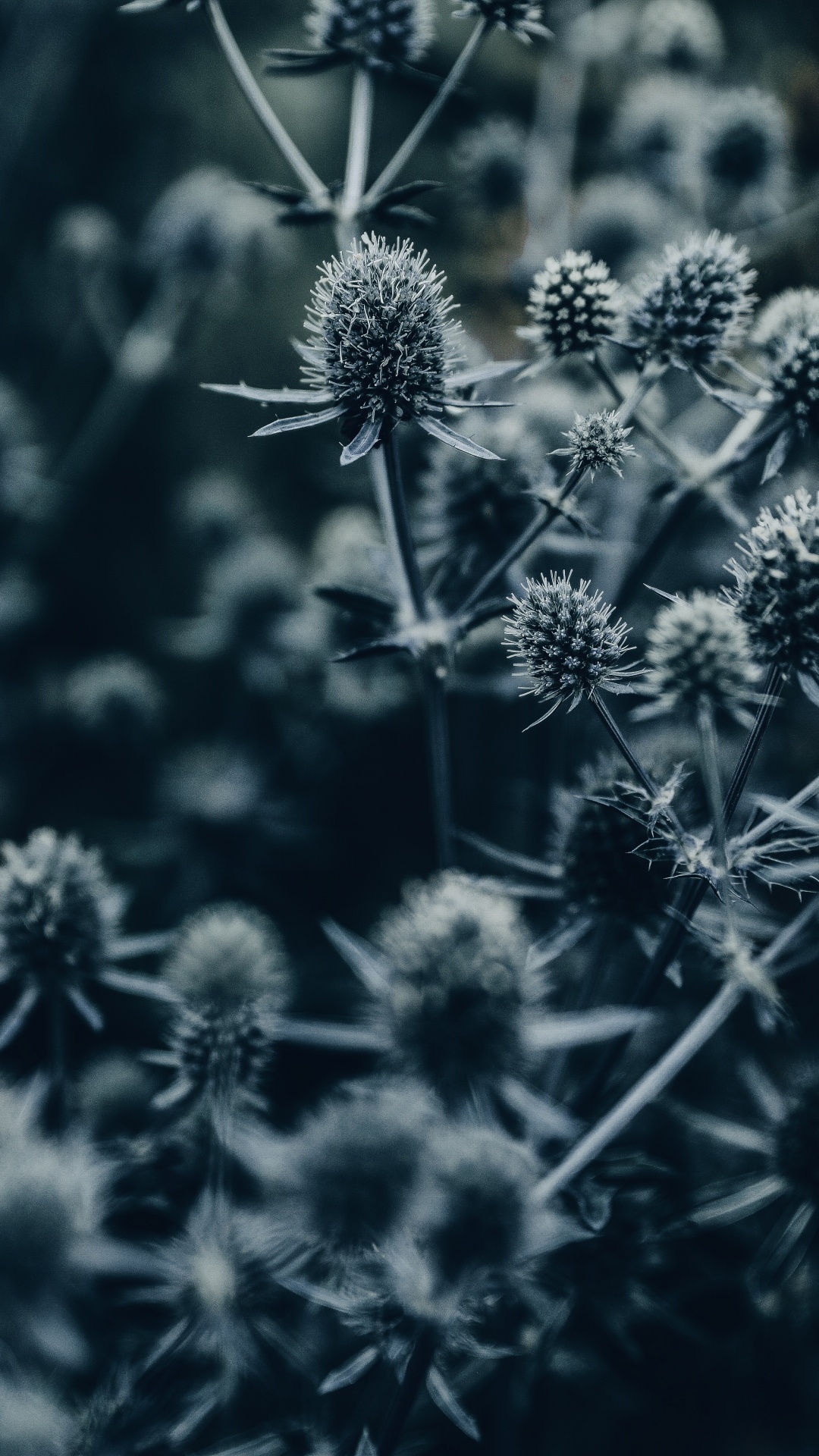 Photo en Niveaux de Gris de Fleurs en Fleurs. Wallpaper in 1080x1920 Resolution