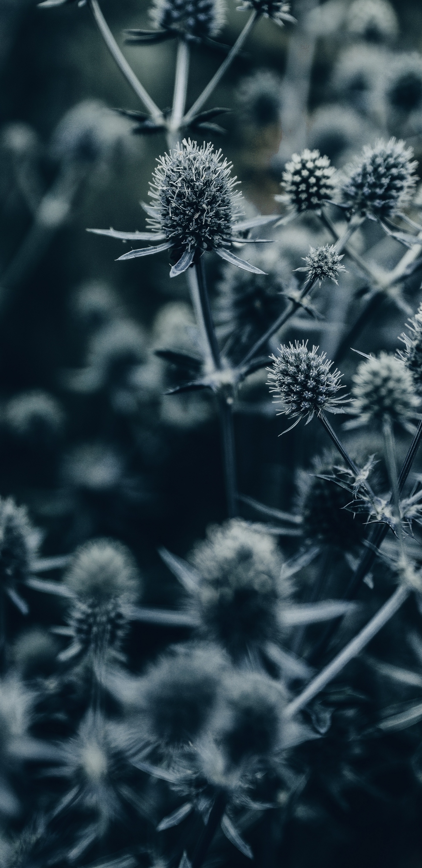 Photo en Niveaux de Gris de Fleurs en Fleurs. Wallpaper in 1440x2960 Resolution