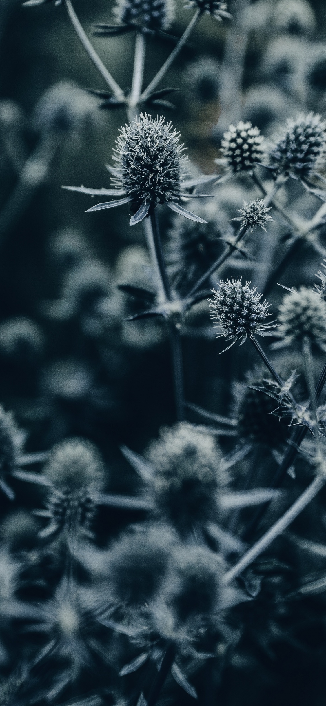 Grayscale Photo of Flowers in Bloom. Wallpaper in 1125x2436 Resolution