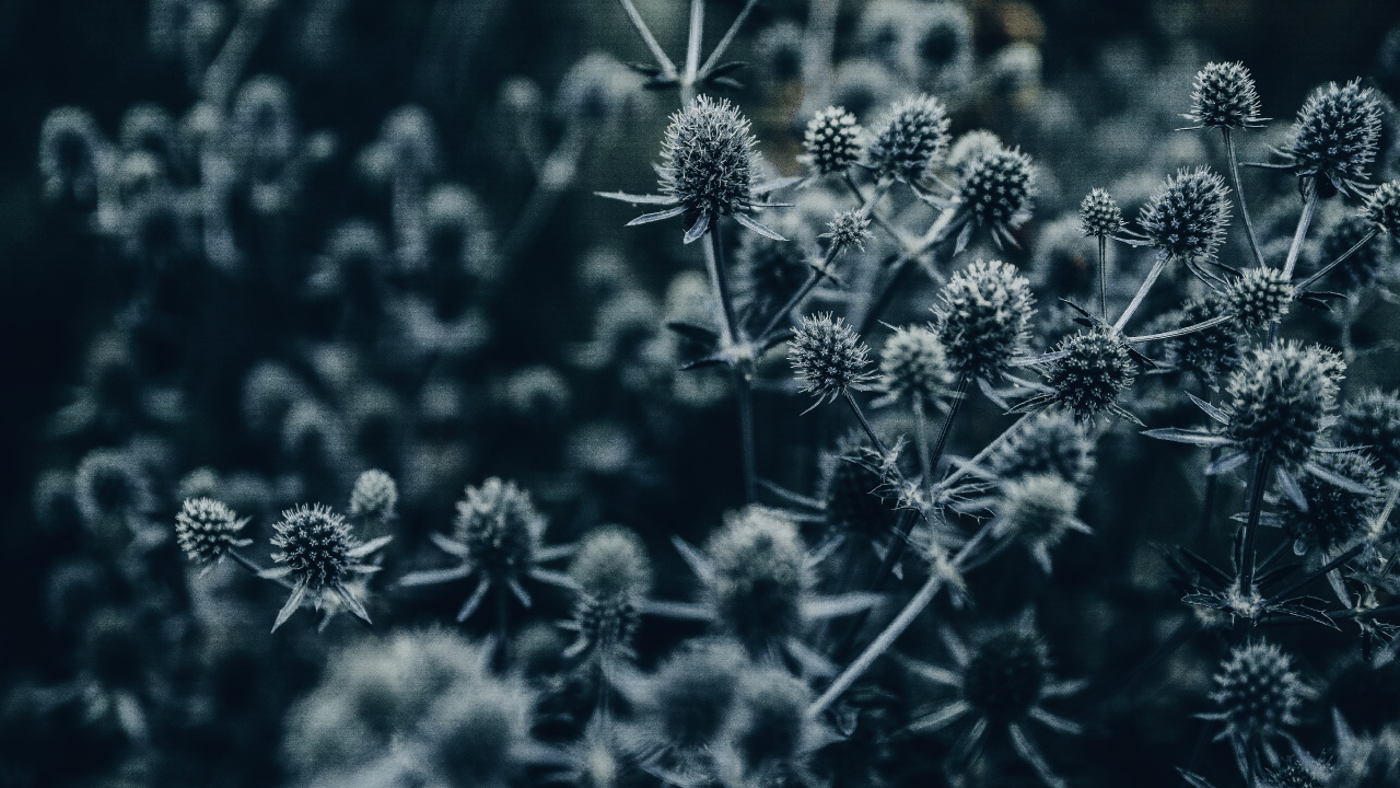 Grayscale Photo of Flowers in Bloom. Wallpaper in 1280x720 Resolution