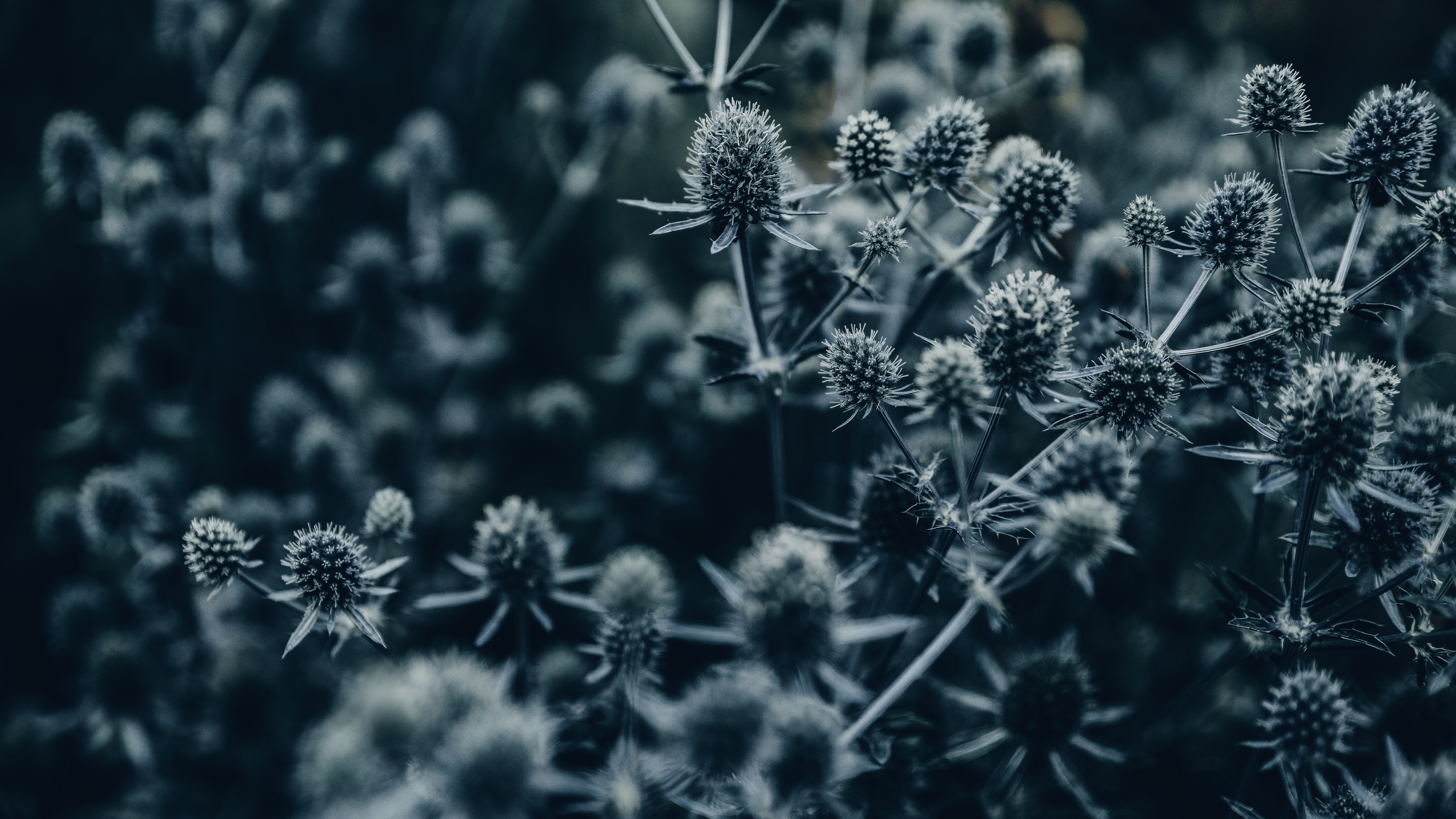 Download 3840x2160 Wallpaper Grayscale Photo of Flowers in Bloom Grayscale Photo of Flowers in Bloom. Wallpaper in 3840x2160 Resolution