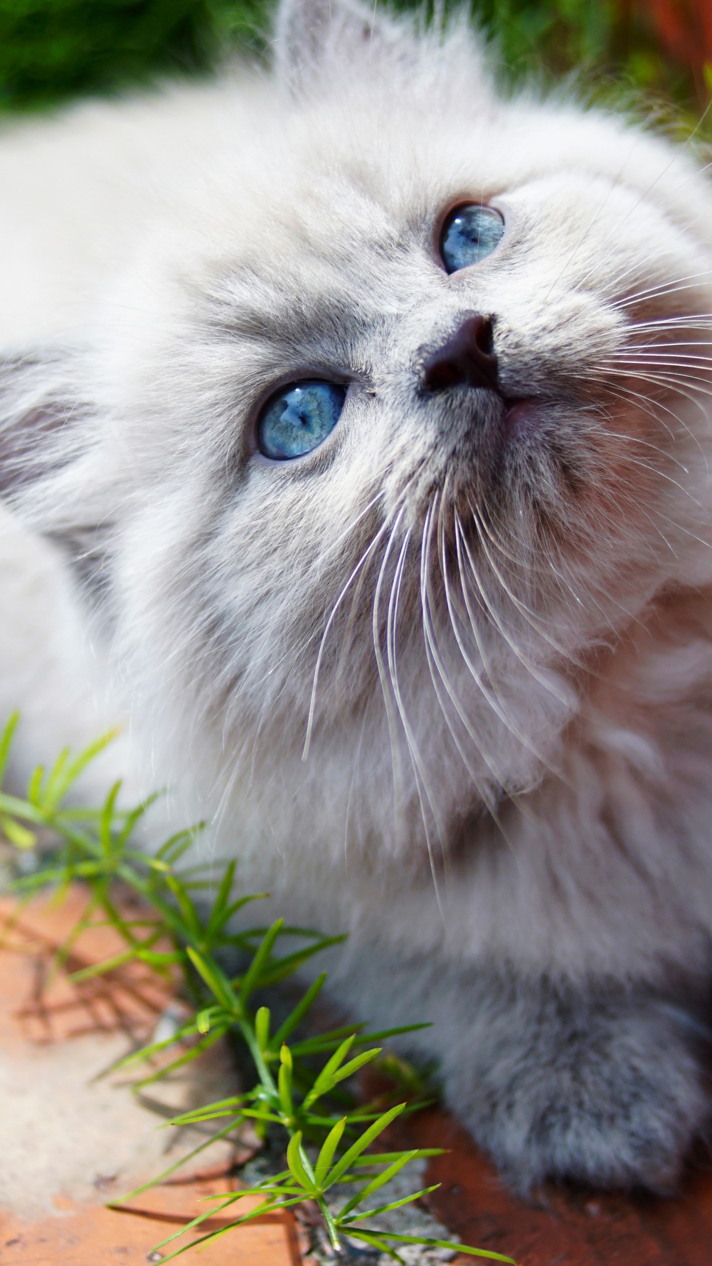 Weiße Perserkatze Auf Braunen Getrockneten Blättern. Wallpaper in 1440x2560 Resolution