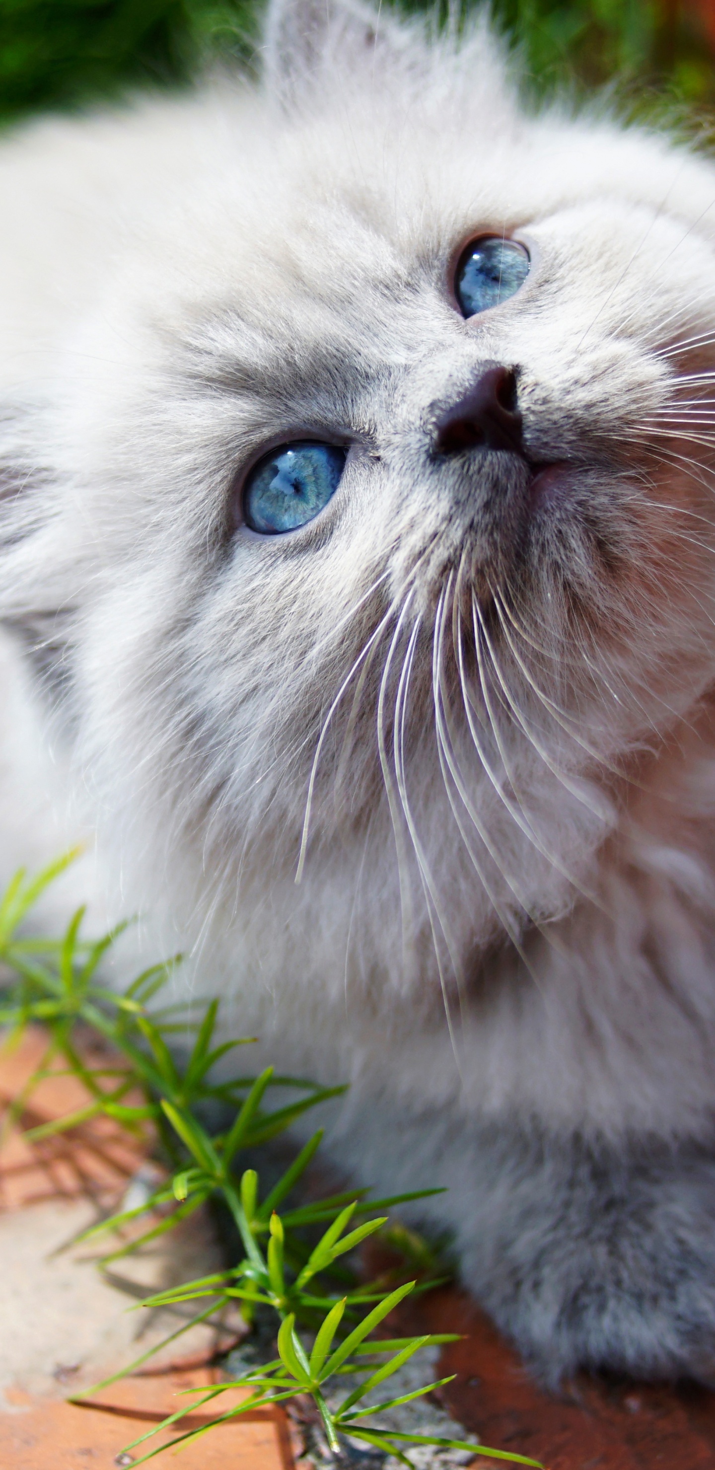 Gato Persa Blanco Sobre Hojas Secas Marrones. Wallpaper in 1440x2960 Resolution