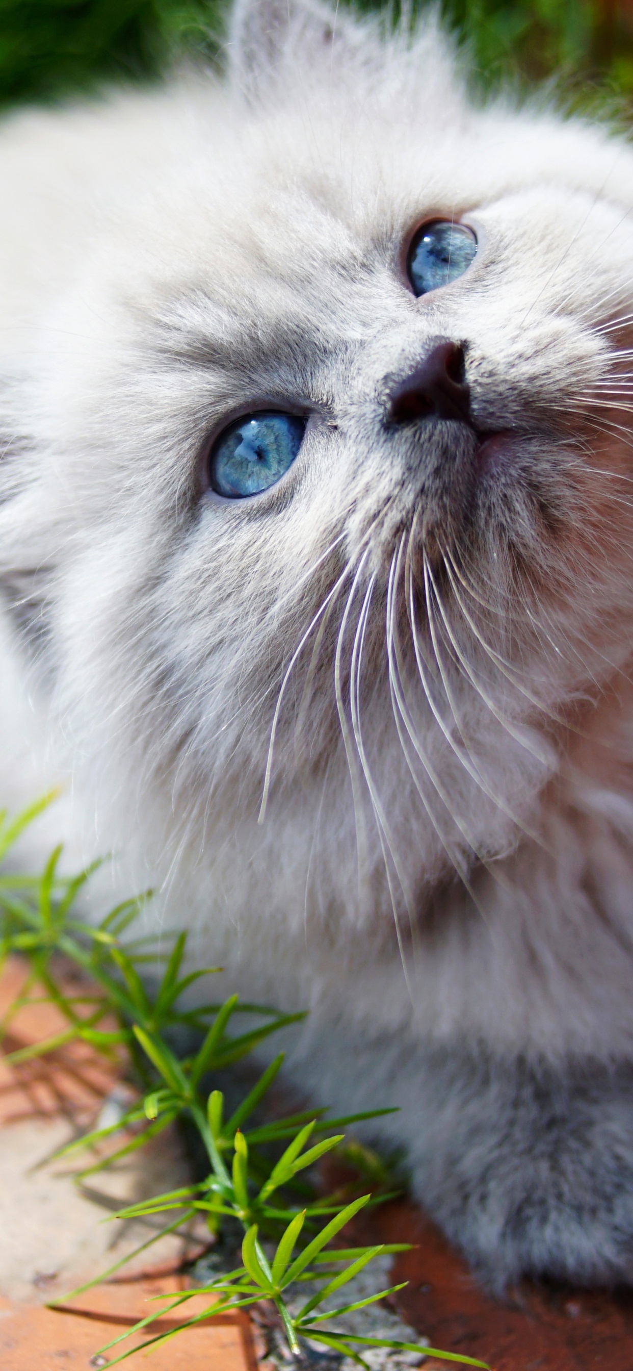 White Persian Cat on Brown Dried Leaves. Wallpaper in 1242x2688 Resolution
