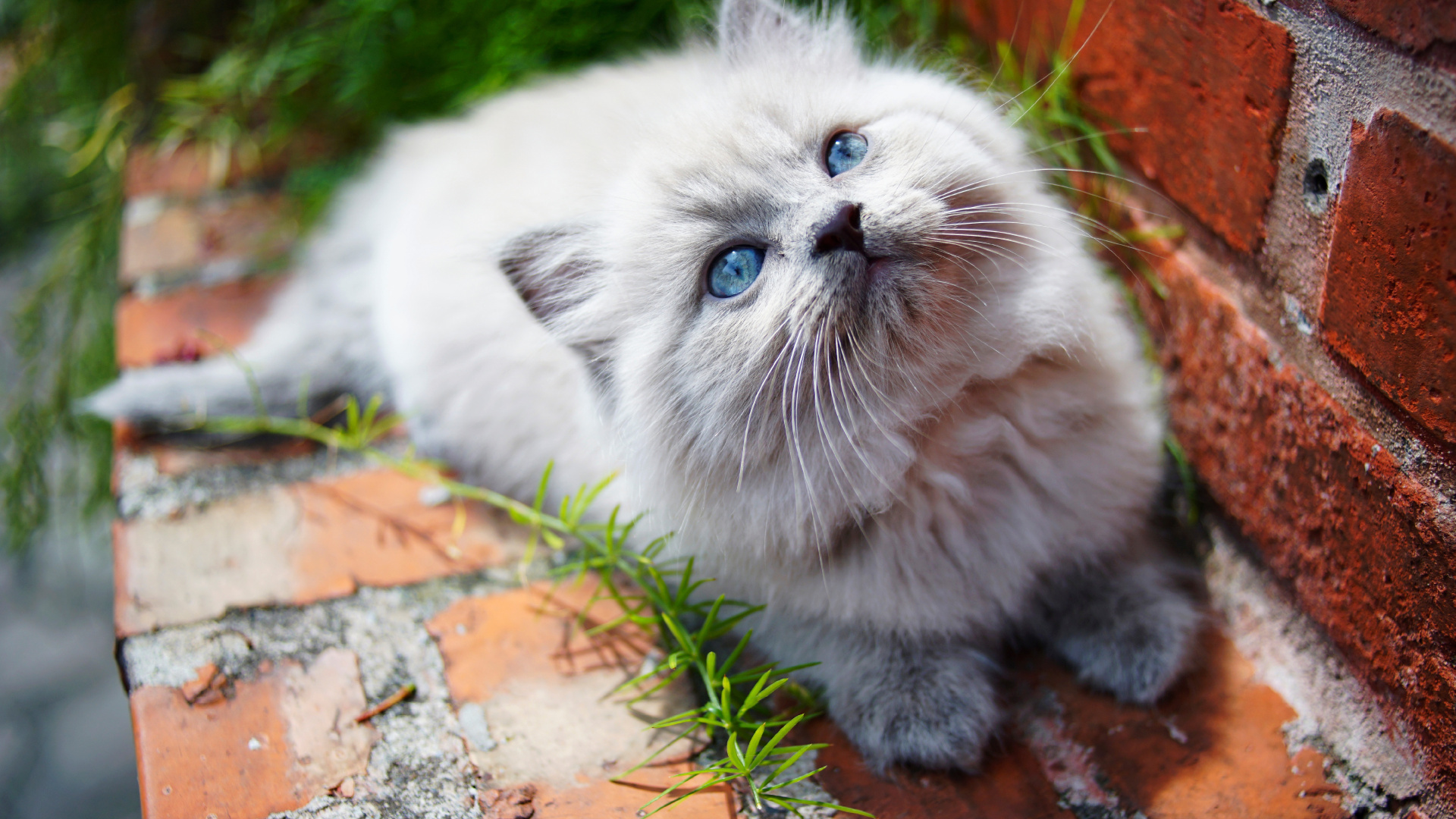 White Persian Cat on Brown Dried Leaves. Wallpaper in 1920x1080 Resolution