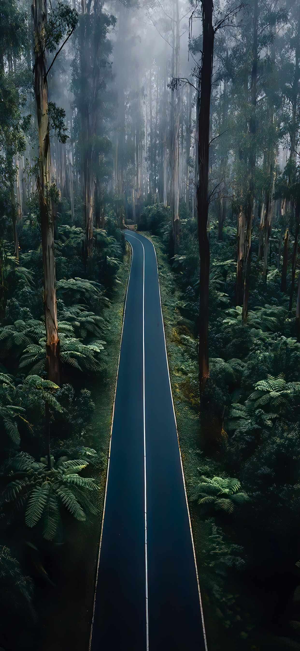 Natur, Schön, Portrait, Branch, Road. Wallpaper in 1242x2688 Resolution