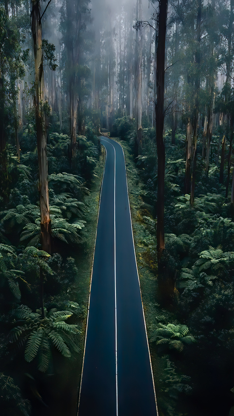 Nature, Beautiful, Portrait, Branch, Road. Wallpaper in 750x1334 Resolution