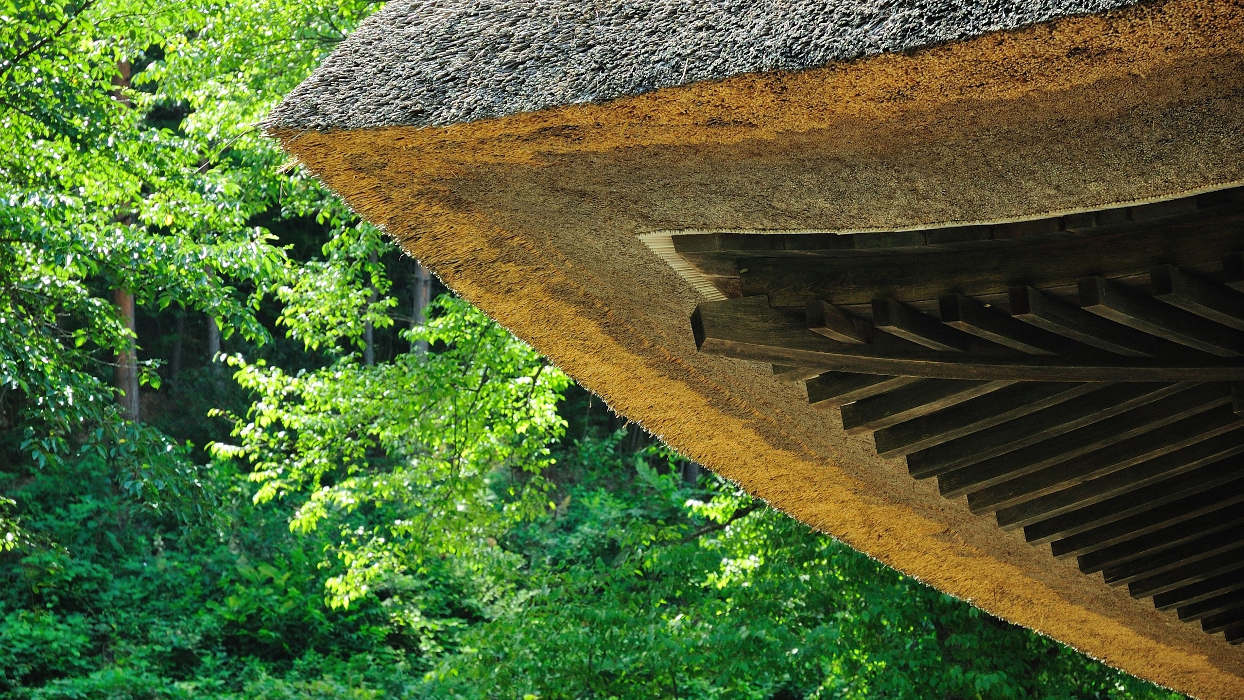 Brown Wooden Roof Near Green Trees During Daytime. Wallpaper in 2560x1440 Resolution