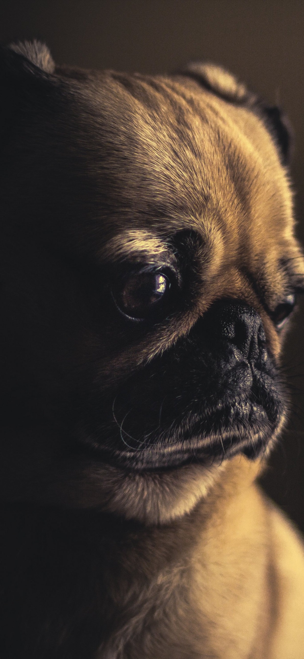 Fawn Pug en Fotografía de Cerca. Wallpaper in 1242x2688 Resolution