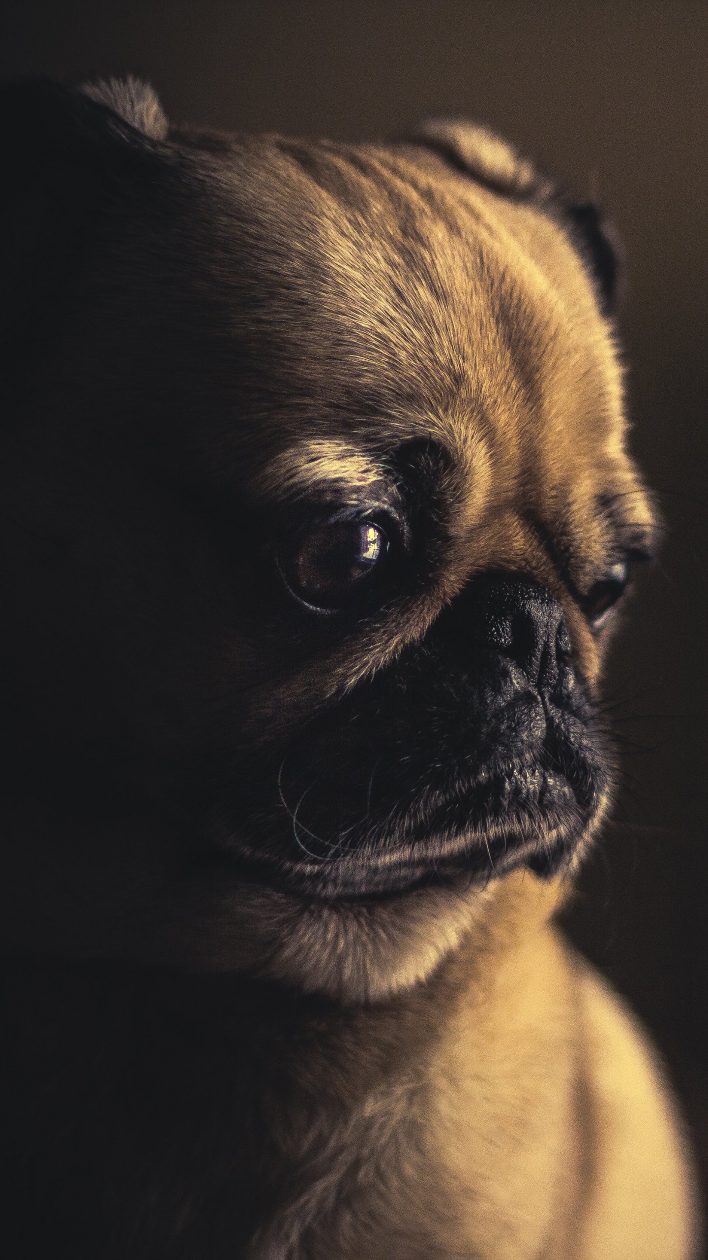 Carlin Fauve en Photographie Rapprochée. Wallpaper in 1440x2560 Resolution