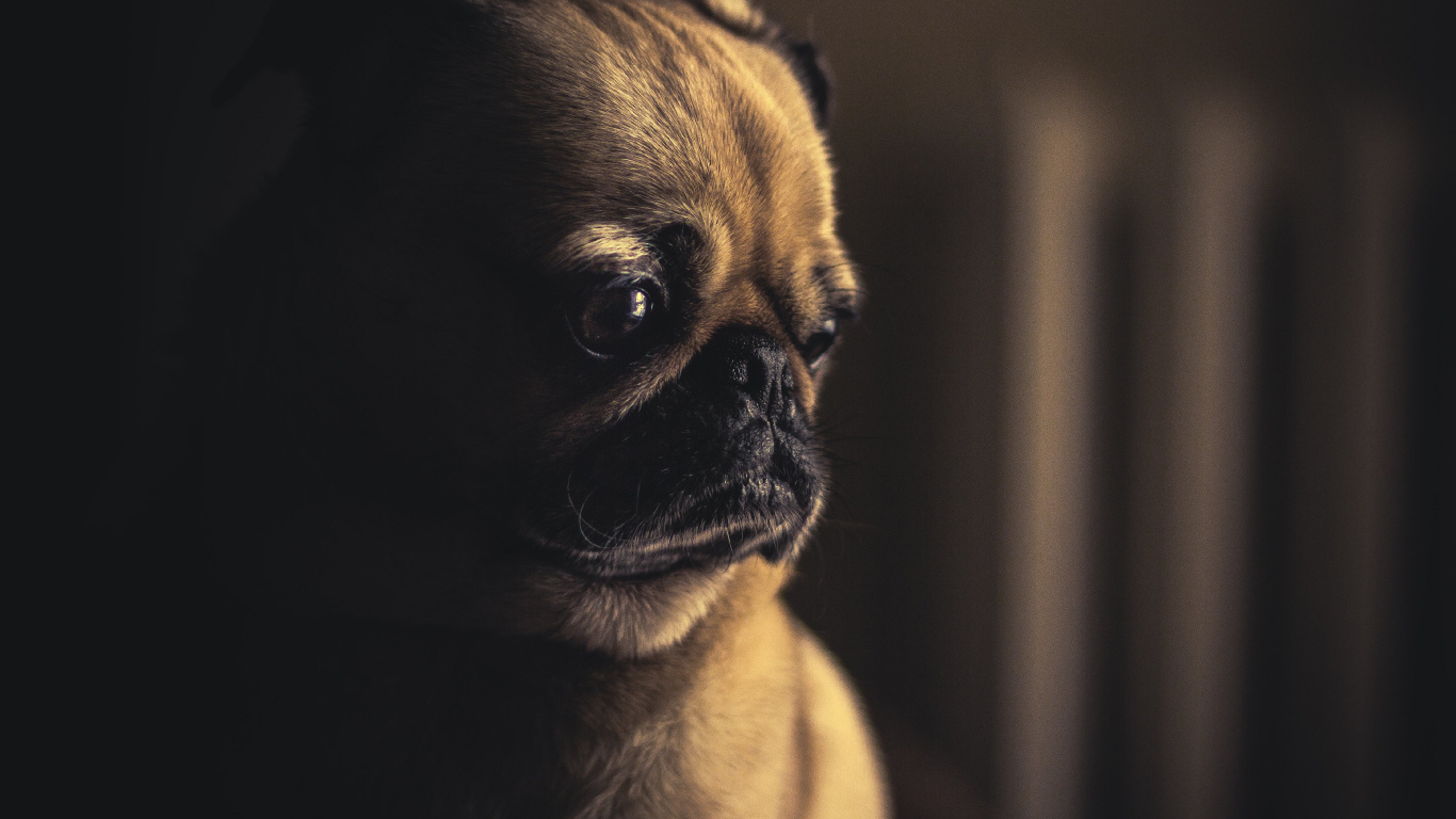 Fawn Pug in Close up Photography. Wallpaper in 1366x768 Resolution