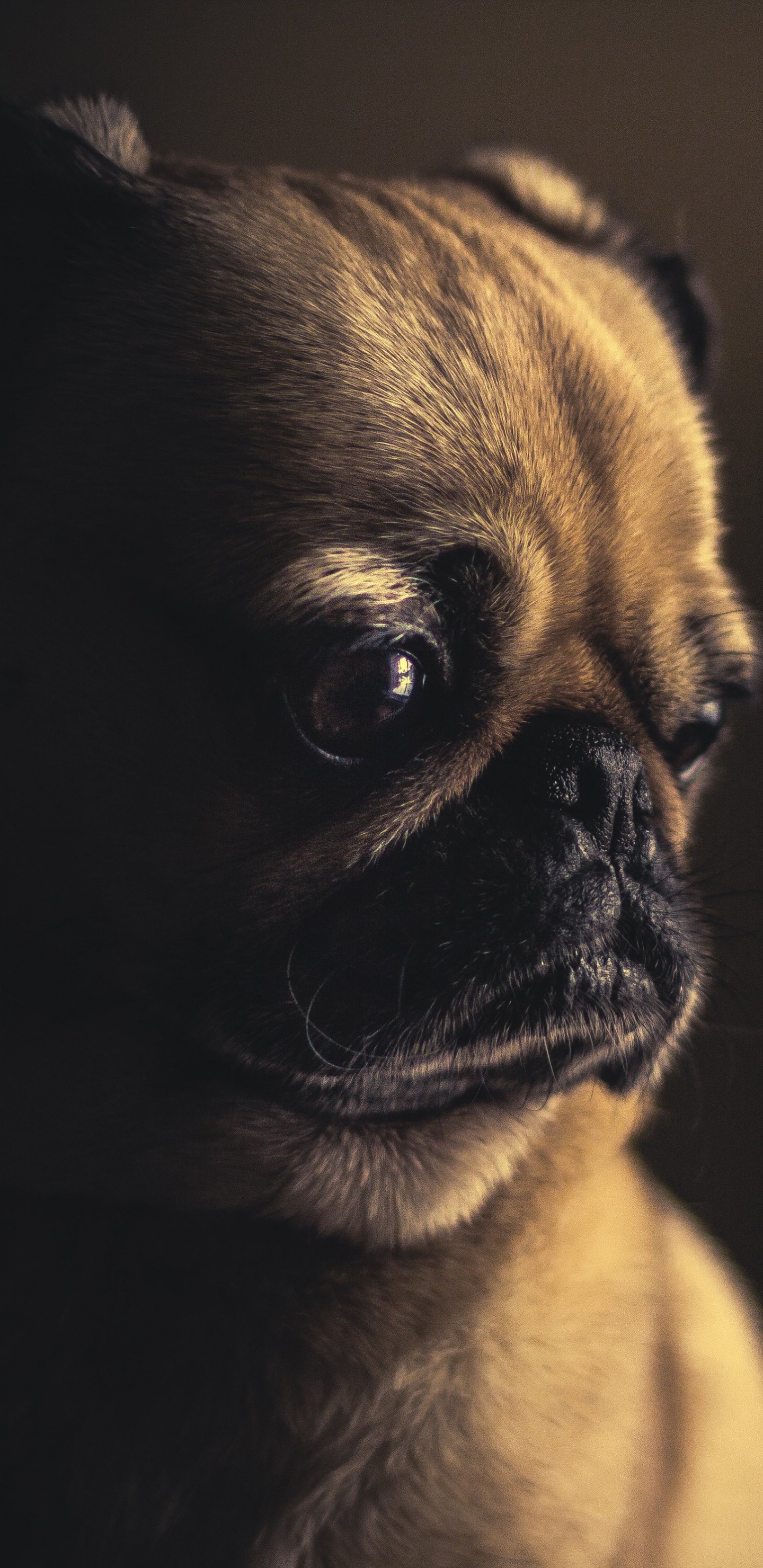 Fawn Pug in Close up Photography. Wallpaper in 1440x2960 Resolution