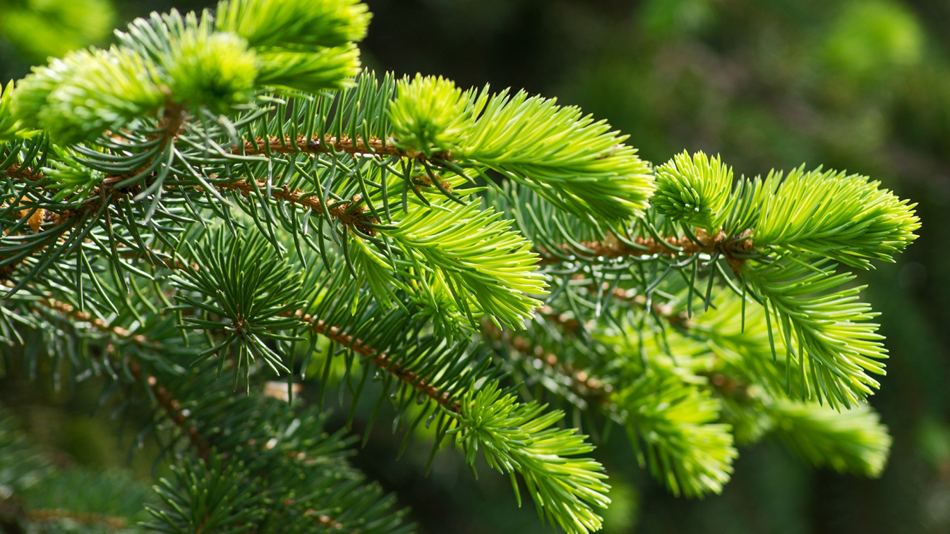 Green Fern Plant in Close up Photography. Wallpaper in 1366x768 Resolution