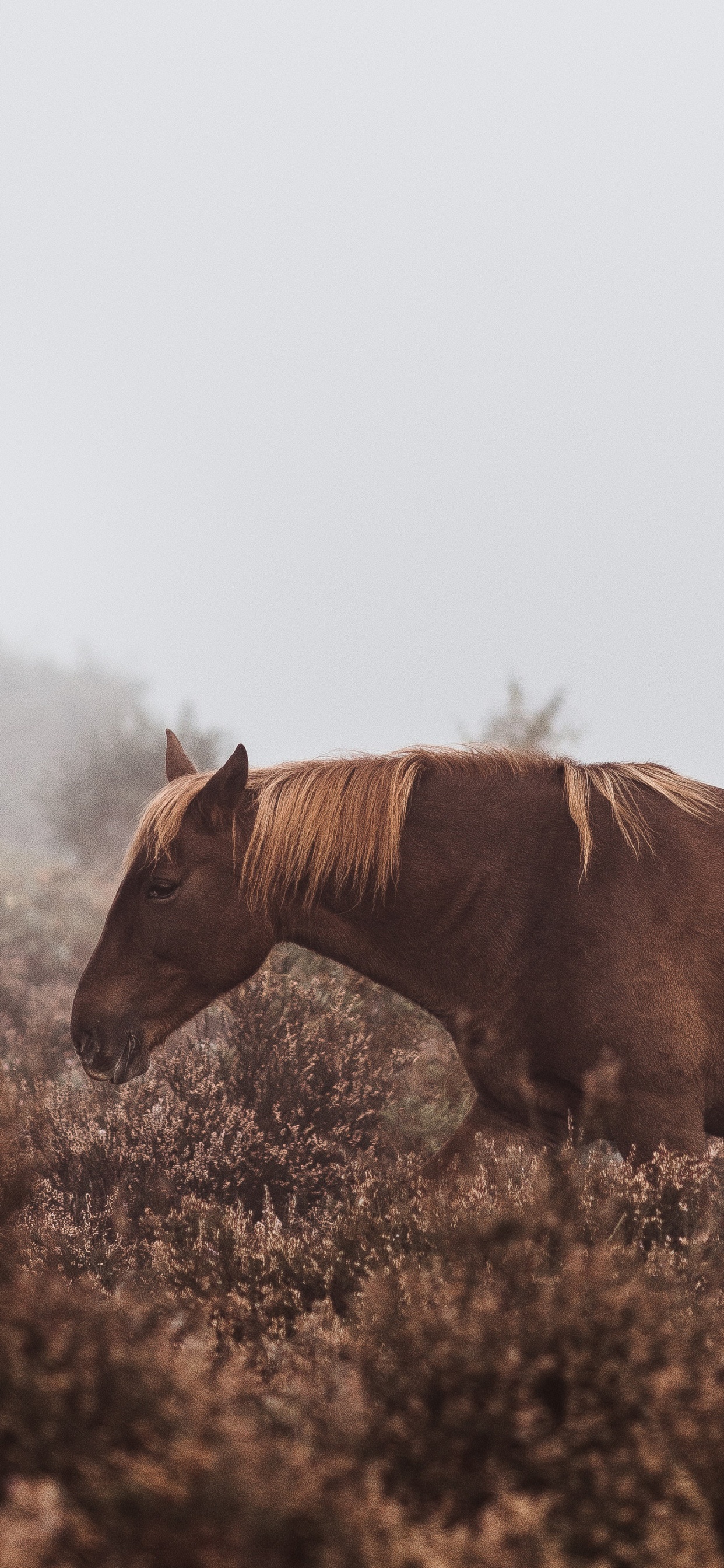 Cheval Brun Sur Terrain D'herbe Verte Pendant la Journée. Wallpaper in 1242x2688 Resolution