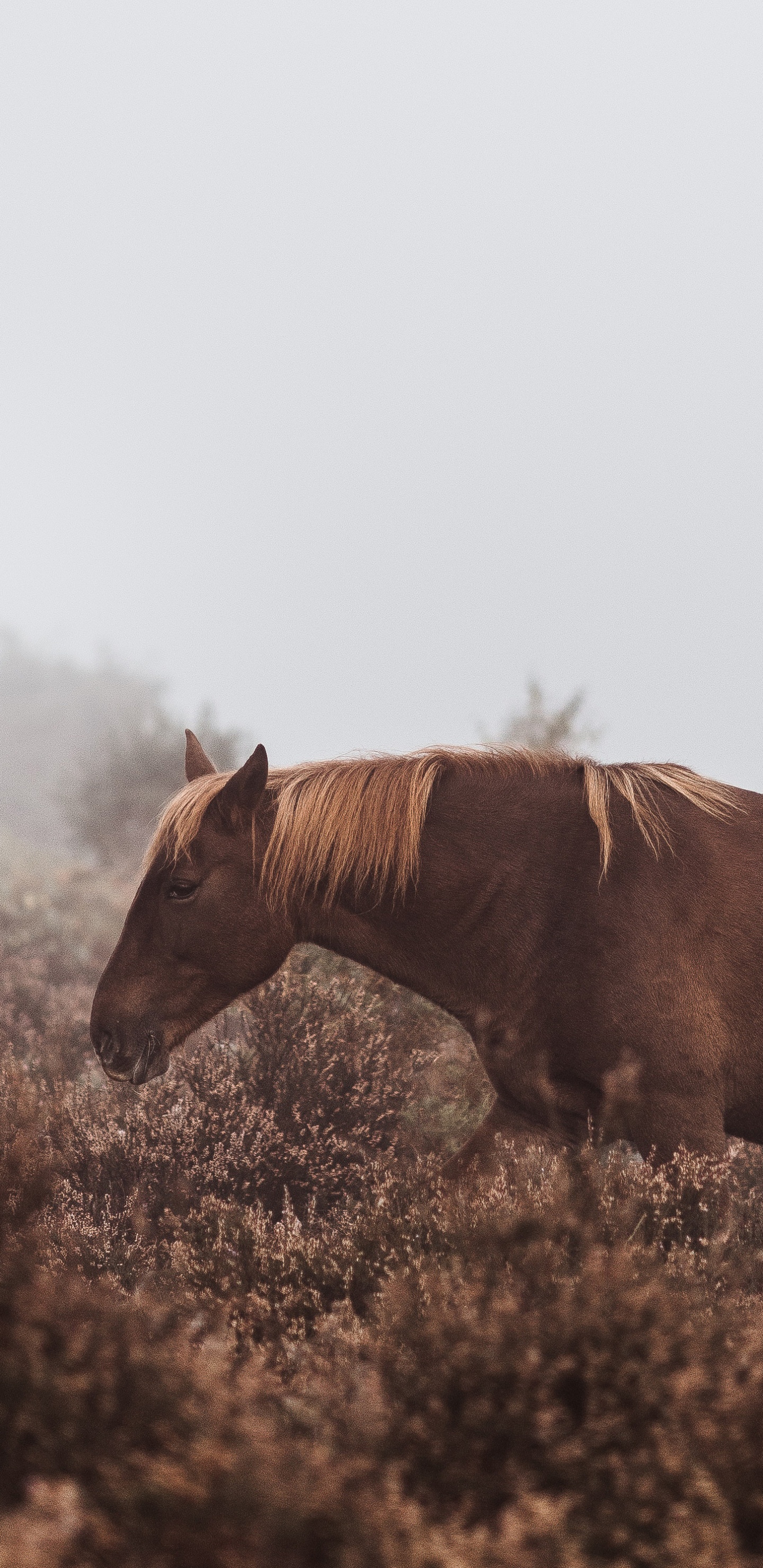 Cheval Brun Sur Terrain D'herbe Verte Pendant la Journée. Wallpaper in 1440x2960 Resolution
