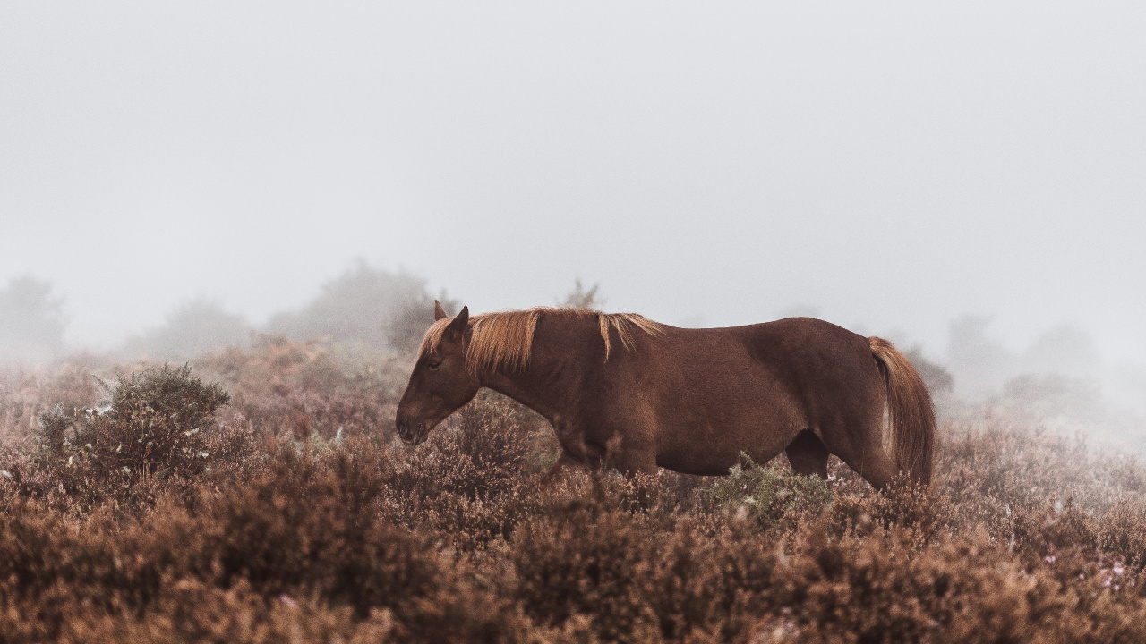 Brown Horse on Green Grass Field During Daytime. Wallpaper in 1280x720 Resolution
