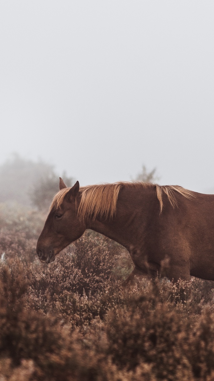 Brown Horse on Green Grass Field During Daytime. Wallpaper in 720x1280 Resolution