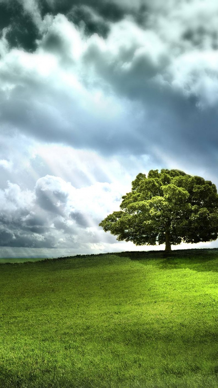 Grüner Baum Auf Grüner Wiese Unter Weißen Wolken Und Blauem Himmel Tagsüber. Wallpaper in 720x1280 Resolution