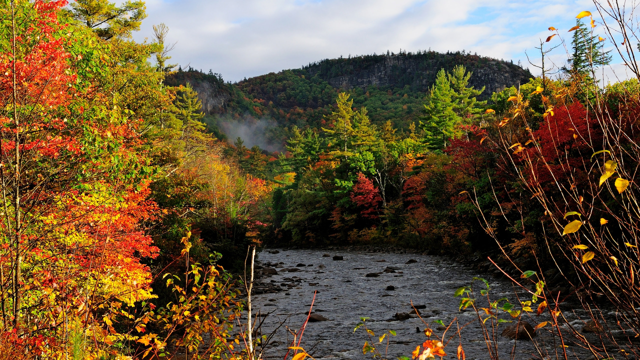 Green and Brown Trees Beside River Under White Clouds During Daytime. Wallpaper in 1280x720 Resolution