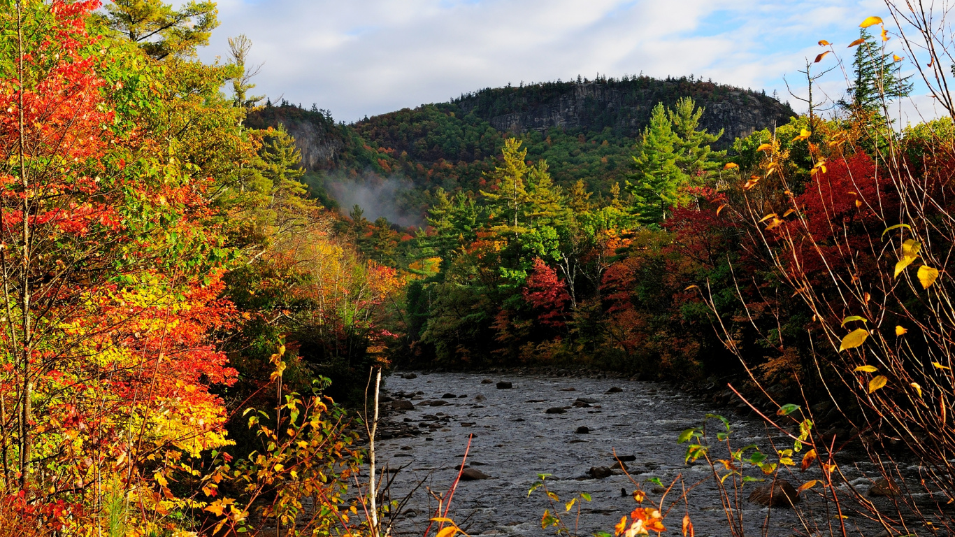 Green and Brown Trees Beside River Under White Clouds During Daytime. Wallpaper in 1366x768 Resolution