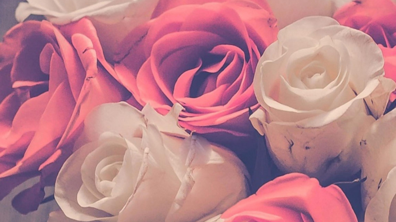 Las Rosas de Jardín, Diseño Floral, Rosa, Ramo de Flores, Blanco. Wallpaper in 1366x768 Resolution