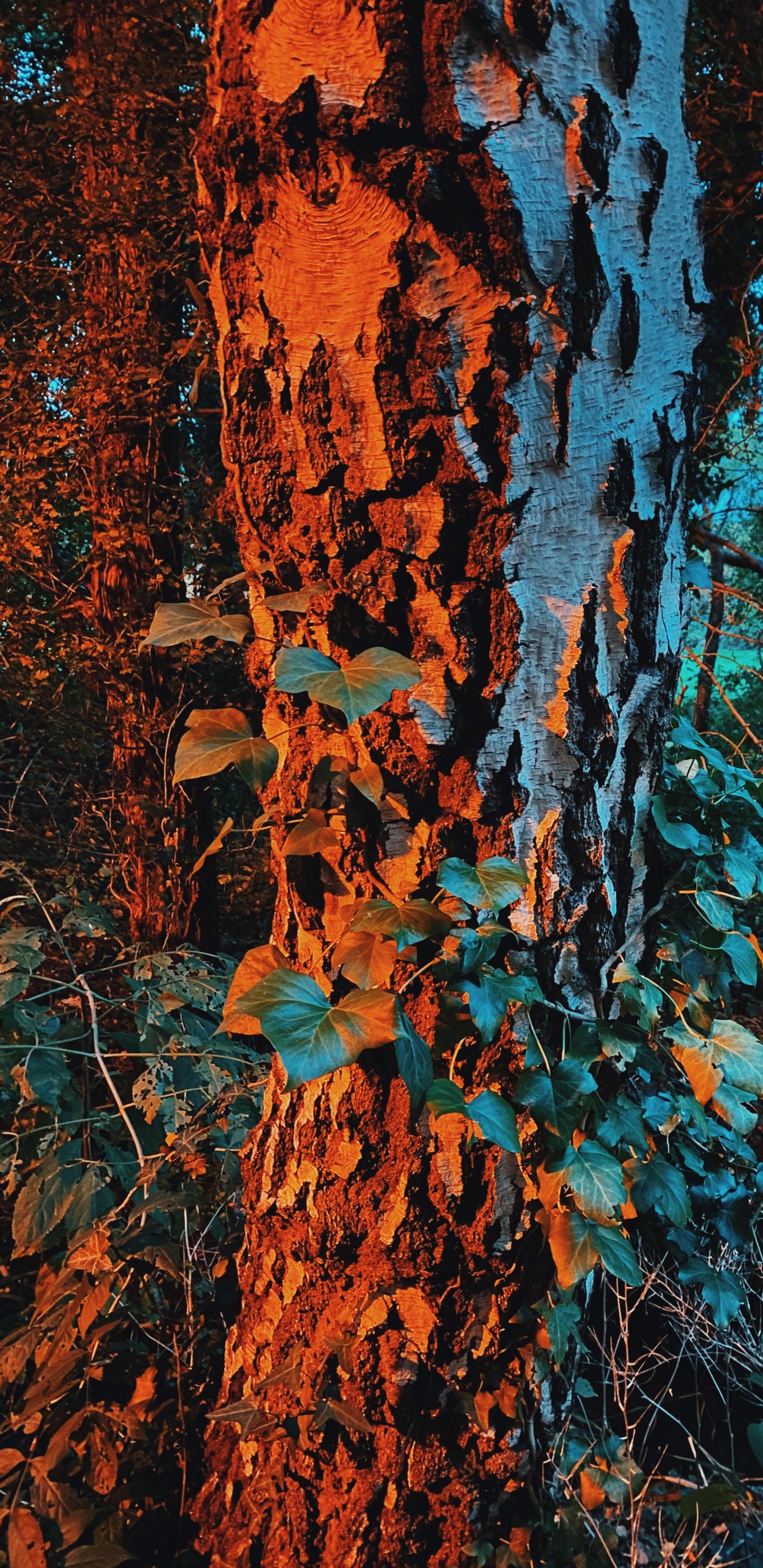 Natur, Brown, Azure, Branch, Woody Pflanze. Wallpaper in 1440x2960 Resolution