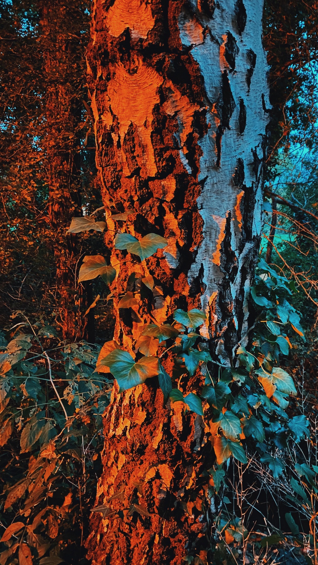 Naturaleza, Morena, Azure, Sucursal, Planta Leñosa. Wallpaper in 1080x1920 Resolution