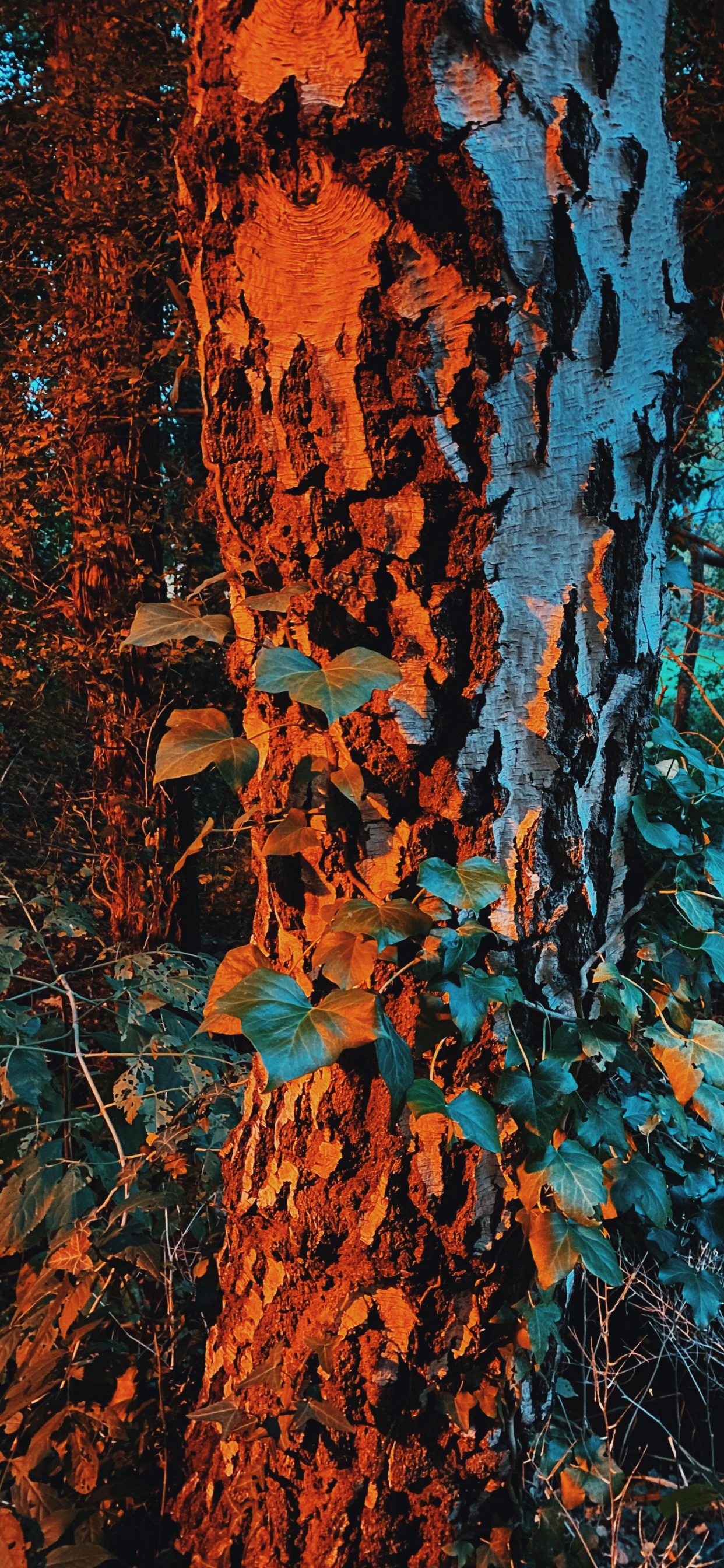 Naturaleza, Morena, Azure, Sucursal, Planta Leñosa. Wallpaper in 1242x2688 Resolution