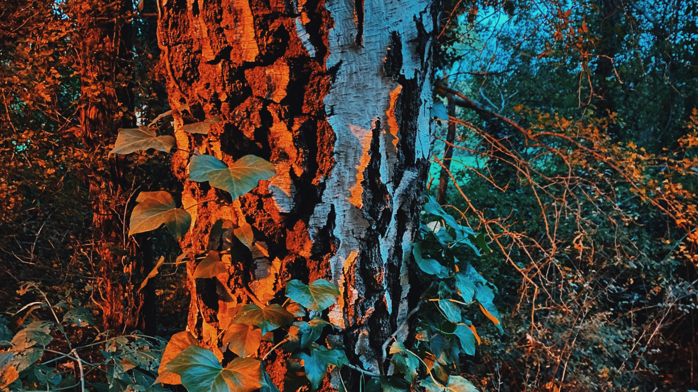 Naturaleza, Morena, Azure, Sucursal, Planta Leñosa. Wallpaper in 1366x768 Resolution