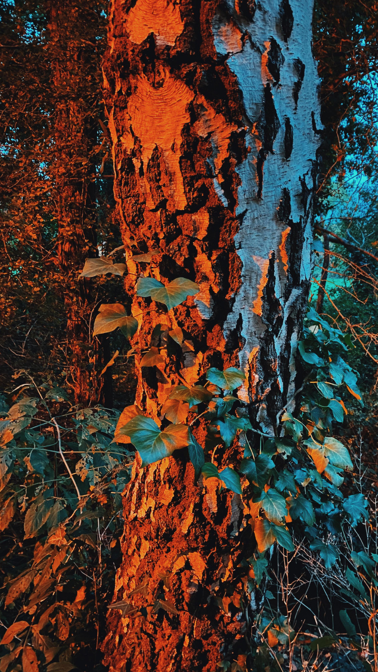 Naturaleza, Morena, Azure, Sucursal, Planta Leñosa. Wallpaper in 750x1334 Resolution