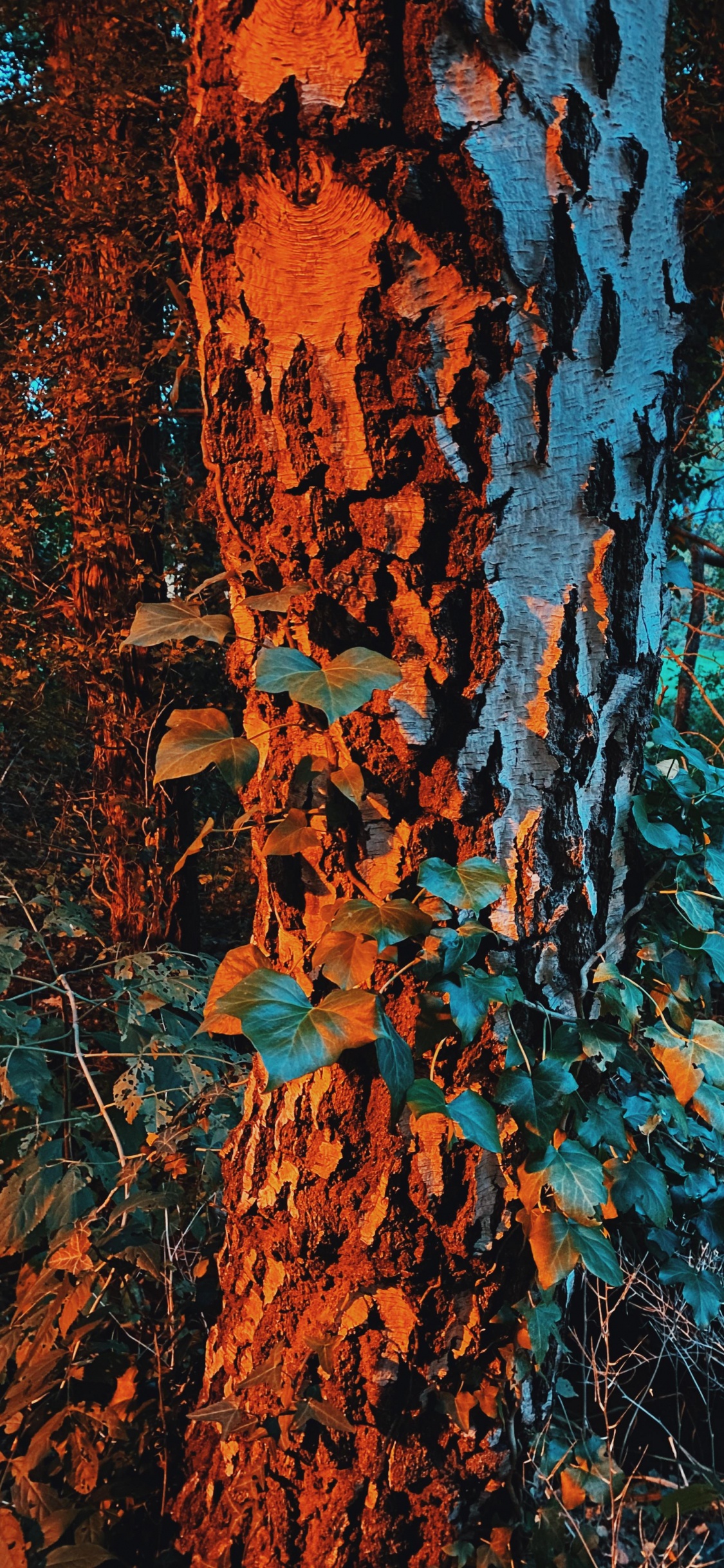 Nature, Brown, Azure, Plantes Ligneuses, Art. Wallpaper in 1125x2436 Resolution