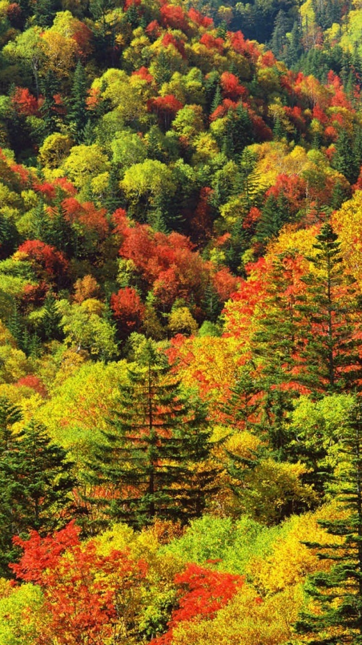 Arbres Verts et Rouges Pendant la Journée. Wallpaper in 720x1280 Resolution