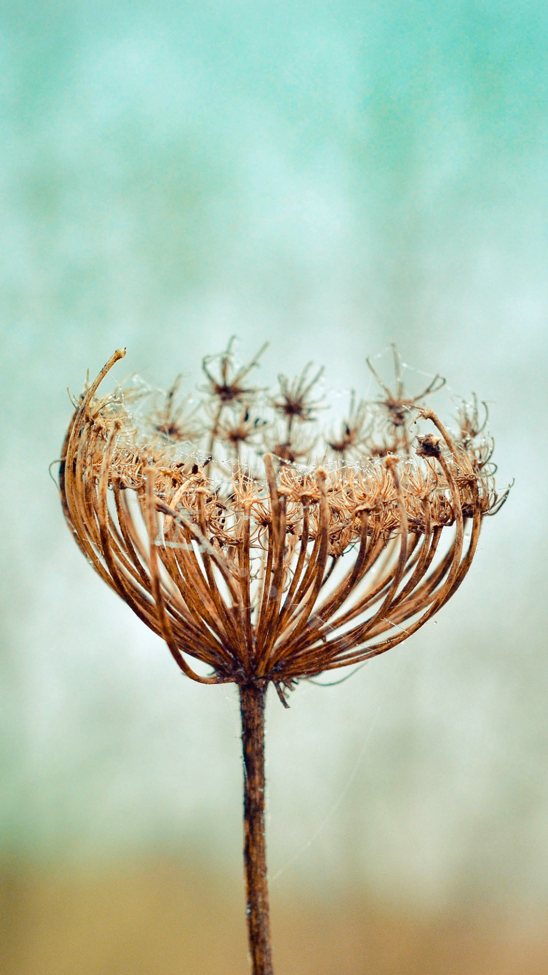 Braune Blume in Tilt-Shift-Linse. Wallpaper in 1080x1920 Resolution