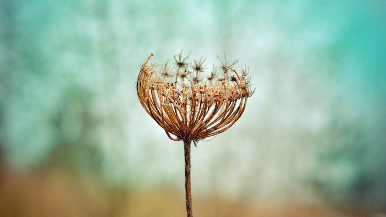 Braune Blume in Tilt-Shift-Linse. Wallpaper in 1280x720 Resolution