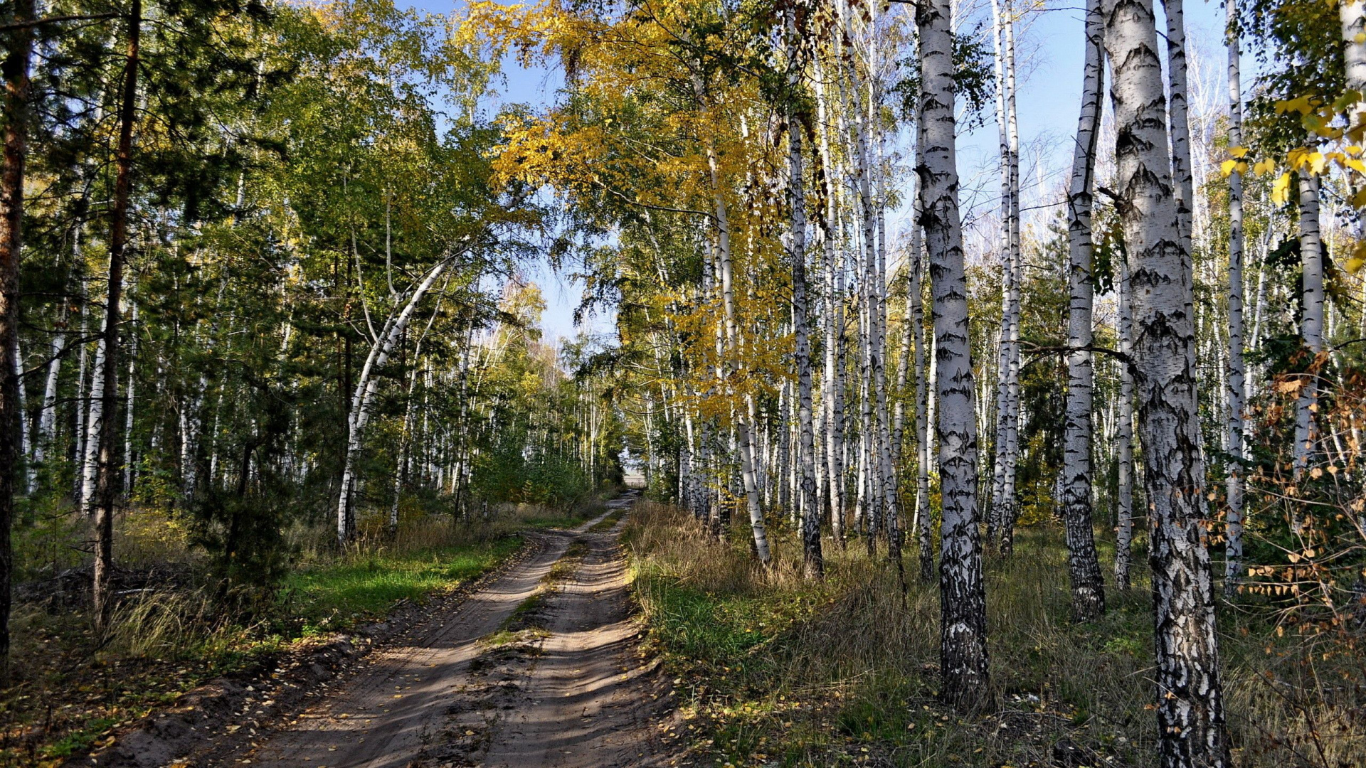 Green Trees on Brown Soil. Wallpaper in 1920x1080 Resolution