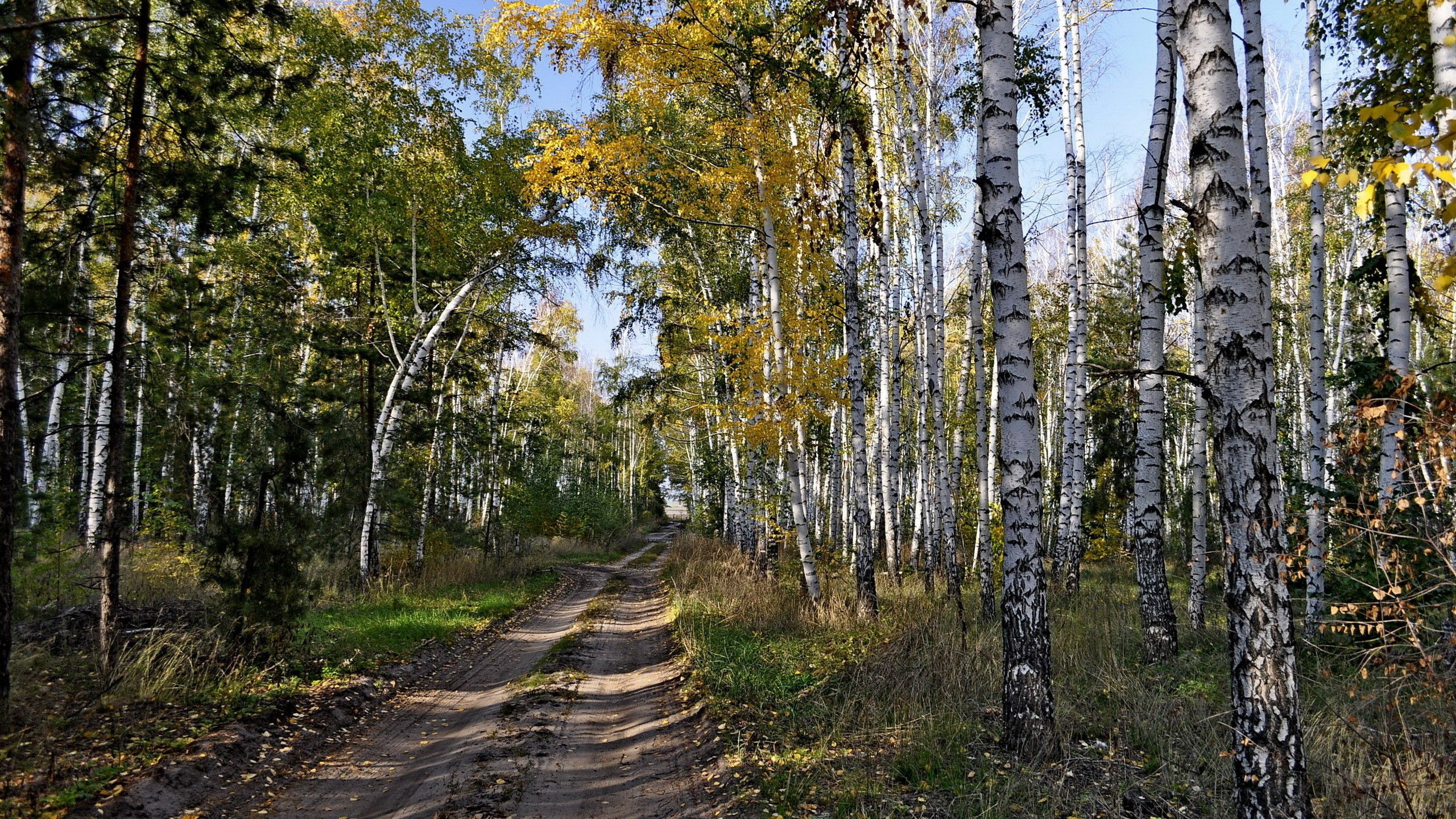 Árboles Verdes en Suelo Marrón. Wallpaper in 2560x1440 Resolution